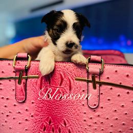 Blossom - Black & tan tri-color female Morkie puppy in Deltona, Florida from Pink Purse Designer Breeds