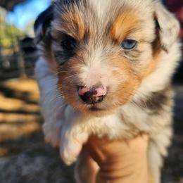 Casanova - Blue merle male Miniature Australian Shepherd puppy in Dunnellon, Florida from Ever After Mini Aussies