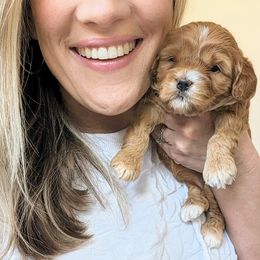 Goldendoodle Puppies from Rosie Doodles AZ