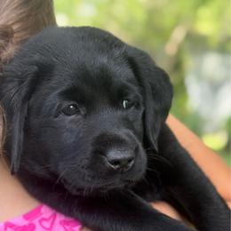 Idaho - Orange Collar - ( Tentatively Heidy) - Black male Labrador Retriever puppy in Greensburg, Kentucky from Paws Farm Retrievers