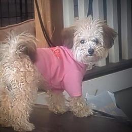 Kiva - Yorkipoo