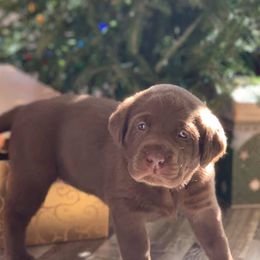 Labrador Retrievers from Point of Rocks Retrievers