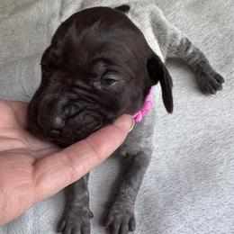 Lavaca - Liver roan female German Shorthaired Pointer puppy in Orange, Texas from River Bottom Pointers