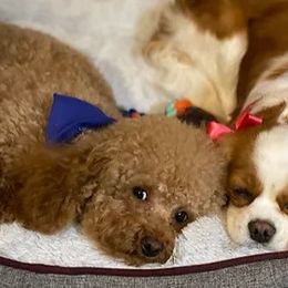 Assorted Doodle Crosses and Cavapoos from Chalk Creek Cavapoos and Cavapoochons