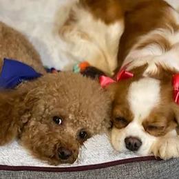 Assorted Doodle Crosses and Cavapoos from Chalk Creek Cavapoos and Cavapoochons