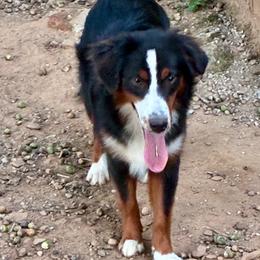 Tootsie roll - Black tri female Miniature American Shepherd puppy in Harmony, North Carolina from Carolina Pride Miniature American Shepherds
