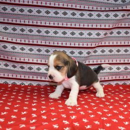 Pink collar female - Black tan and white female Beagle puppy in Fontana, California from JLB Beagles & MBT