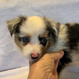 Miniature Australian Shepherd and Toy Australian Shepherd Puppies from Gamel’s Ausome Aussies