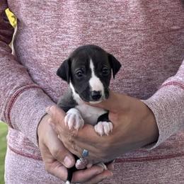 Boy 2 - Seal male Italian Greyhound puppy in Sugar Valley, Georgia from Pinnacle Farm and Kennel