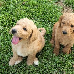 Goldendoodle Puppies from Lucky's Doodlez