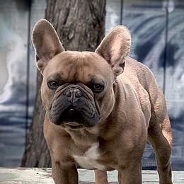 Finn - French Bulldog
