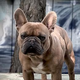 Finn - French Bulldog