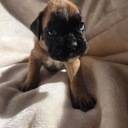 Rouge - Fawn female Boxer puppy in Marion, Montana from Serendipity's European Boxers