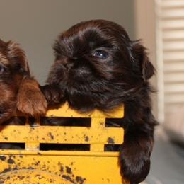 Puperoni - Liver male Shih Tzu puppy in Hendersonville, Tennessee from Peekaboo Farms