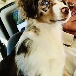 Eve - Miniature Australian Shepherd