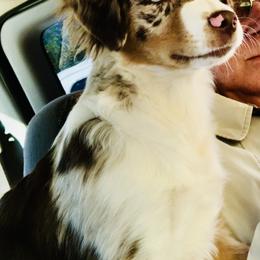 Eve - Miniature Australian Shepherd