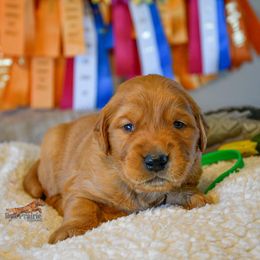 Golden Retriever Puppies from Red Prairie Retrievers