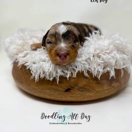 Red boy - Chocolate merle male Bernedoodle puppy in Valdese, North Carolina from Doodling All Day Goldendoodles