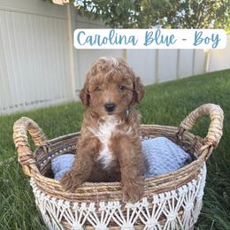 Carolina Blue - Kittle - Apricot male Goldendoodle puppy in Saratoga Springs, Utah from Tyler Pickens