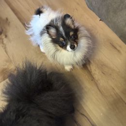 Bella - Black and tan parti female Pomeranian puppy in Coleman, Oklahoma from Pretty Poms