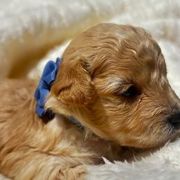 Poodle and Shih Tzu Puppies from Amarilys ShihTzus & Poodles