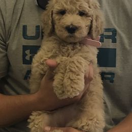 Goldendoodle Puppies from Teddy Bear Goldendoodles