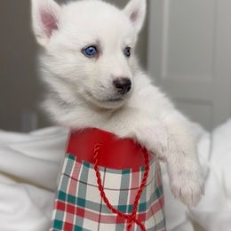 Siberian Husky Puppies from Snowy Siberians