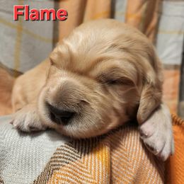 Boy 1 - male Golden Retriever puppy in Fithian, Illinois from LOMAH Retrievers