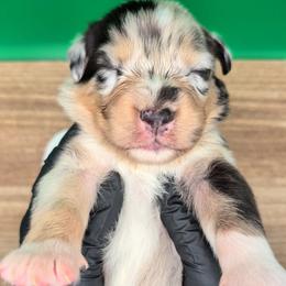 Jasmine3Boy1- BMM,NBT, blue eyes likely, CHIC-OFA-DNA-AKC Titled Parents - Blue merle male Australian Shepherd puppy in South Hill, Virginia from Silverside Aussies LLC