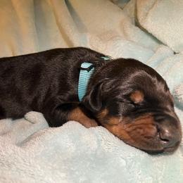 Draco - Black and rust male Doberman Pinscher puppy in Columbus, Ohio from Von Schaaf Haus DuPree