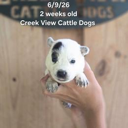 Girl 2 - Blue mottled female Australian Cattle Dog puppy in Monroe, North Carolina from Creek View Cattle Dogs