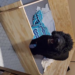 Georgie  - Labradoodle