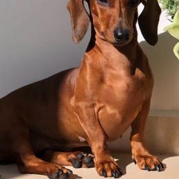 Loretta - Dachshund