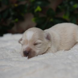 Lumi - Wheaten female Miniature Schnauzer puppy in Montebello, California from Rod Schnauzers