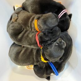 Staffordshire Bull Terrier Puppies from English Creek Staffords