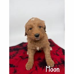 Moon - Red  male Goldendoodle puppy in Smithfield, Kentucky from KBK9 Kennels