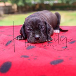 Jasper - Black male Great Dane puppy in Denison, Texas from Hundeity Great Danes