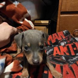 PBLM2 2-26 - Blue and rust male Miniature Pinscher puppy in Middle Point, Ohio from Knisely's Min Pins-AKC