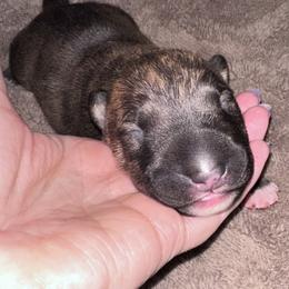 Ash - Brindle and white male Bull Terrier puppy in Springfield, Ohio from Lynn Hill Bull Terriers
