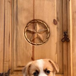 Teddy - Red male Pembroke Welsh Corgi puppy in Johnson City, Texas from McCall Creek Corgis