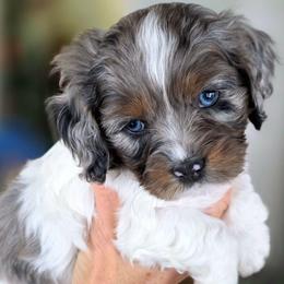 Slate - Merle female Cockapoo puppy in Flippin, Arkansas from Dare to Doodle