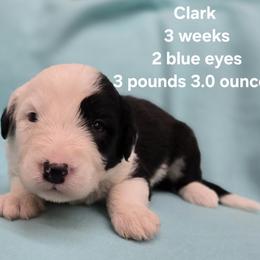 Clark - Gray and white male Old English Sheepdog puppy in Sutherlin, Oregon from Sapphire Eyes Sheepdogs