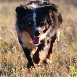 Rocker - Blue merle male Toy Australian Shepherd puppy in Leighton, Alabama from Isbell Land & Livestock, LLC