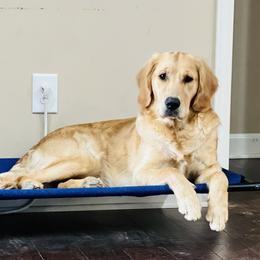 Bailey - Golden Retriever