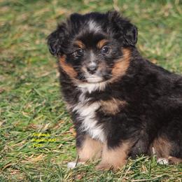 Sabine - Black tri female Miniature American Shepherd puppy in Hillsdale, Michigan from Faithwalk Aussies and Mini American Shepherds