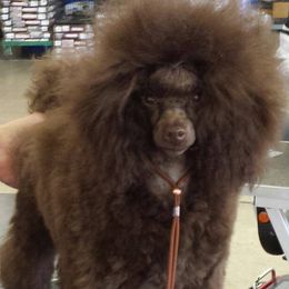 Poodles from Ashcroft Poodles