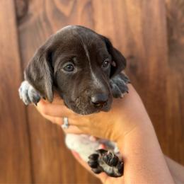 Moose - Liver roan male German Shorthaired Pointer puppy in San Tan Valley, Arizona from Upland Valley Kennels