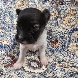 Brandy - Red white and sable female Papillon puppy in Hollister, Missouri from Swan Creek Kennel