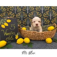 Clumber Spaniel Puppies from Lemontree Clumbers