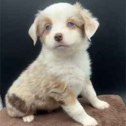 Lexi (On Hold), Champion bred from decades of amazing temperaments - Red merle female Toy Australian Shepherd puppy in Fairview, Tennessee from Hoffman Forest Acres LLC